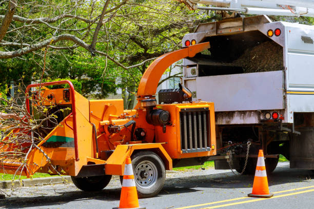 Best Grass Overseeding  in Midway City, CA